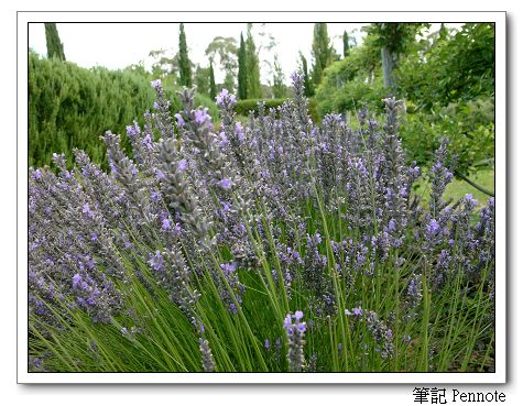 薰衣草